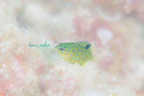 ルリホシスズメダイ