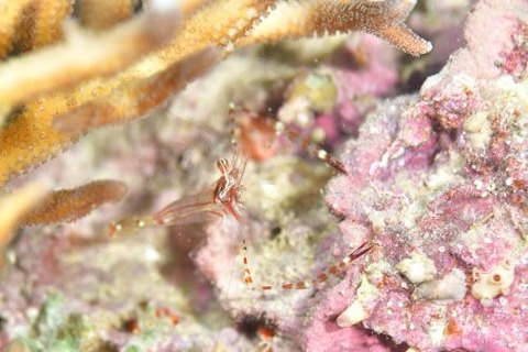 ライデンテナガカクレエビ