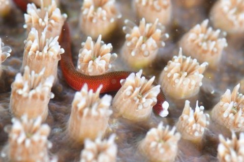 チンヨウジウオ