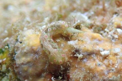 エンビキセワタ