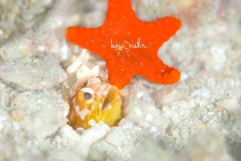 ホシカゲアゴアマダイ