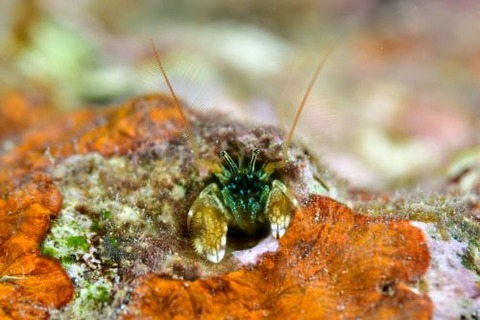 カンザシヤドカリ属の1種