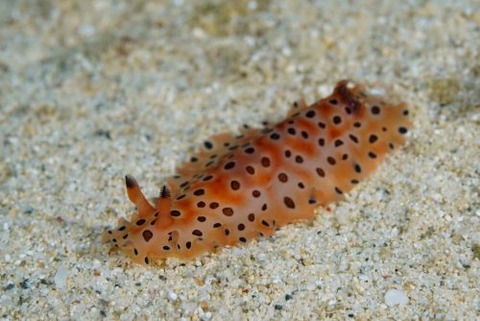 ヒメマダラウミウシ