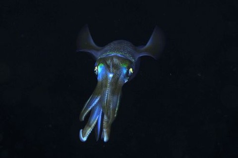 刺激的な水中生物