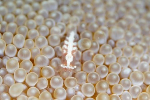 ホシナシイソギンチャクエビ