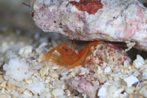 スベスベオトヒメエビ属の1種