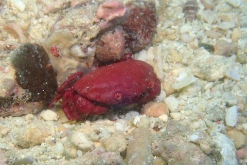 オウギガニ科の1種