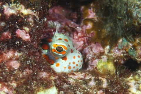 モンツキカエルウオ