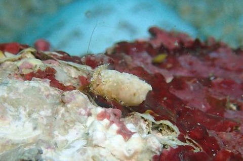 ズングリヒメサンゴモエビ