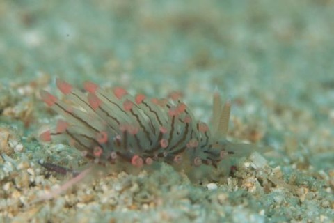 フウセンミノウミウシ