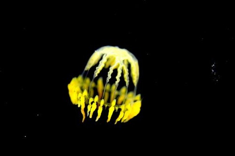 刺激的な水中生物