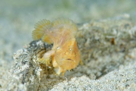 ウルマカエルアンコウ