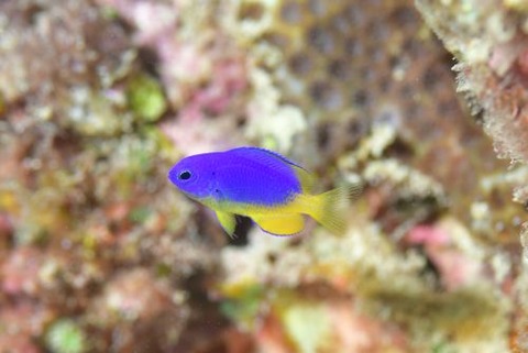 ソラスズメダイ