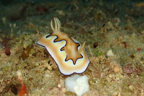 シラナミイロウミウシ