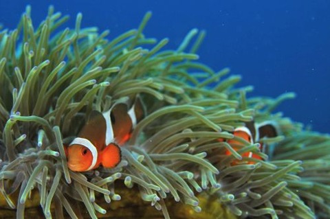 カクレクマノミ