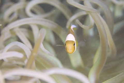 トウアカクマノミ