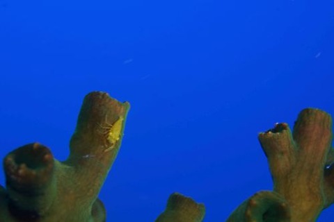 ポントニデス・マルディブエンシス