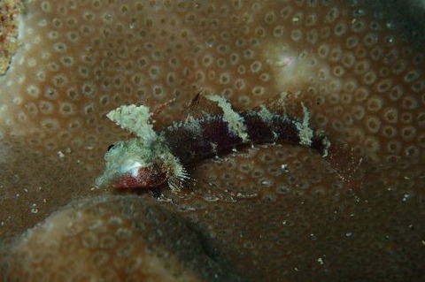 セグロヘビギンポ