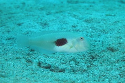 ヒノマルテンス