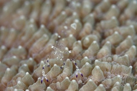 ニセアカホシカクレエビ