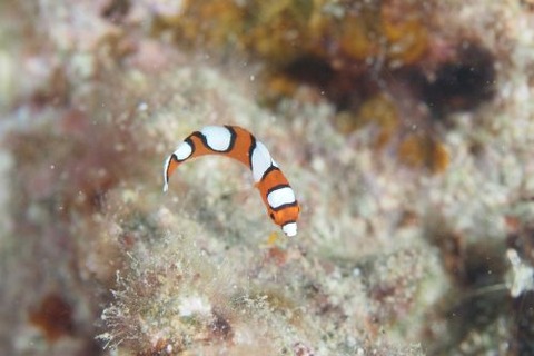 ツユベラ