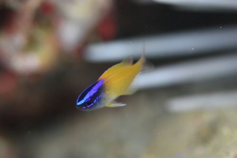 レモンスズメダイ