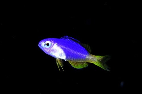 刺激的な水中生物