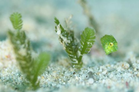 セダカカワハギ