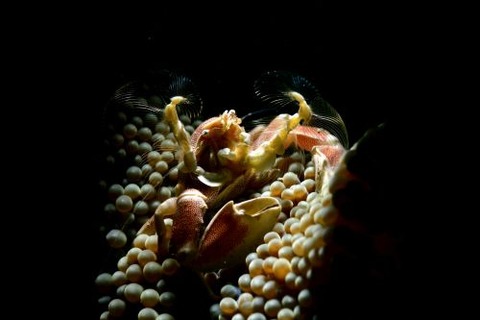 アカホシカニダマシ