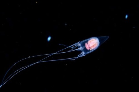 刺激的な水中生物