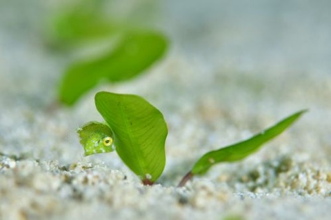 セダカカワハギ