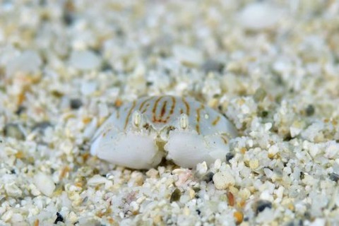 マルソデカラッパ