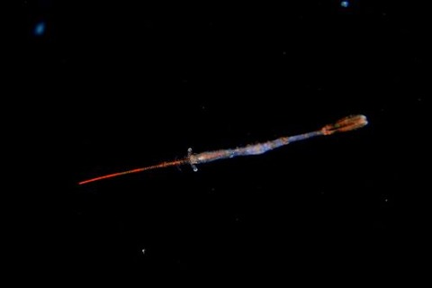 刺激的な水中生物