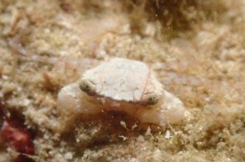 ワタリガニ科の1種