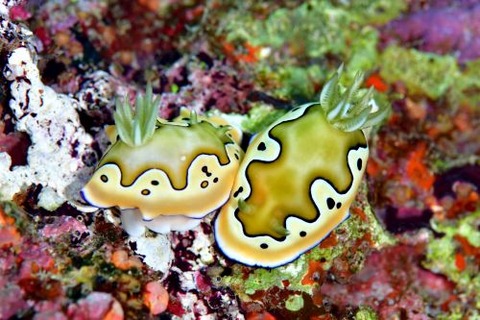 シラナミイロウミウシ