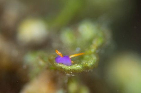 ムラサキウミコチョウ