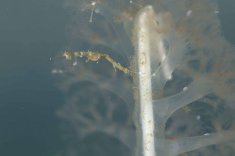 ワレカラのなかま