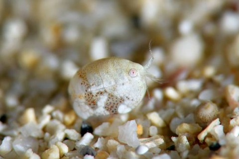 オキナワホテイヨコエビ