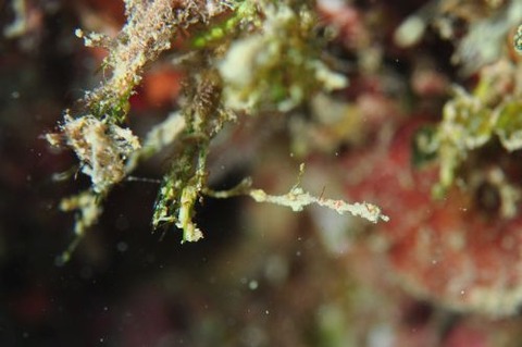 キオネミクティス・ルメンガニィ