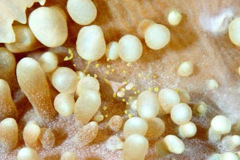 イソギンチャクモドキカクレエビ