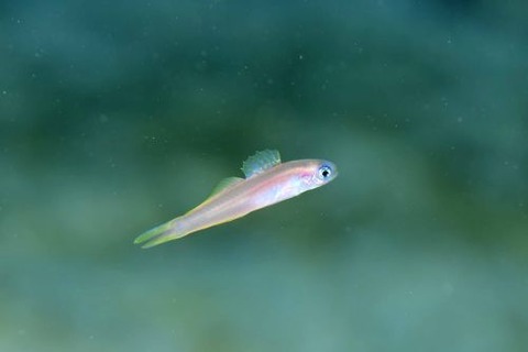 カグヤヒメハゼ