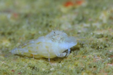 ツノメヒメヤドカリ