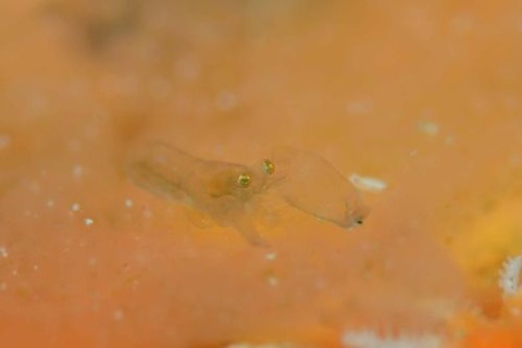 Periclimenaeus colodactylus