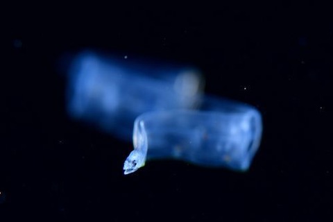 刺激的な水中生物