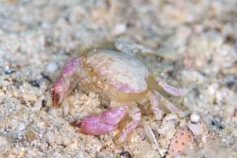 ゴイシガニ属の1種