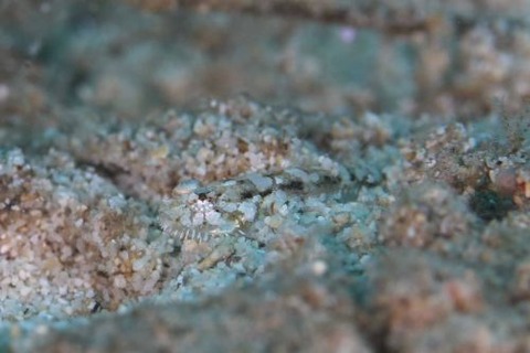 ヒゲモジャハゼ