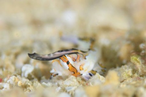 イッポンテグリ