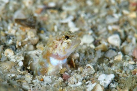 アゴアマダイ属の1種