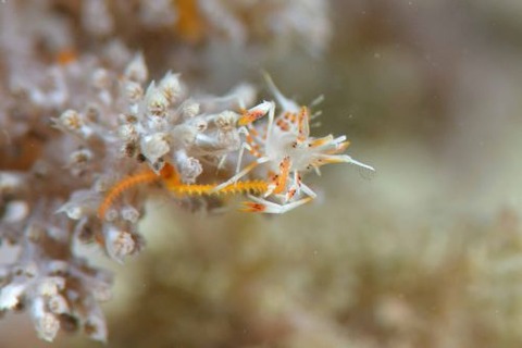 トゲツノメエビ