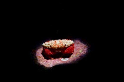 コブチリメンオウギガニ